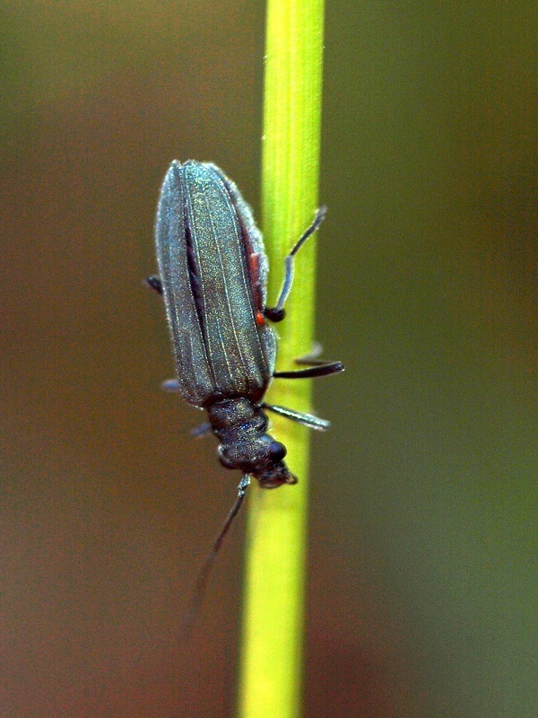 Coleoptera Oedemeridae 1